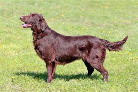 Golden Vs Flat Coated Retriever Whats The Difference Loyal Goldens