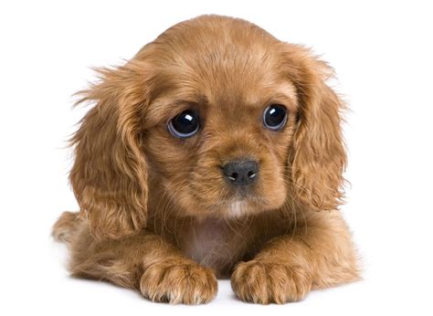 If you aren't lucky enough to get a puppy from gate cavalier king pups, your life will be complete. Cavalier King Charles Spaniel Puppies For Sale Texas