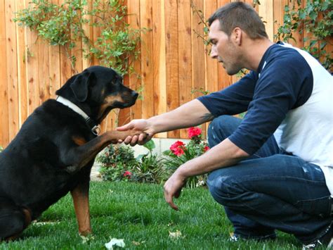 Dog Training Brandon Mcmillans Canine Minded