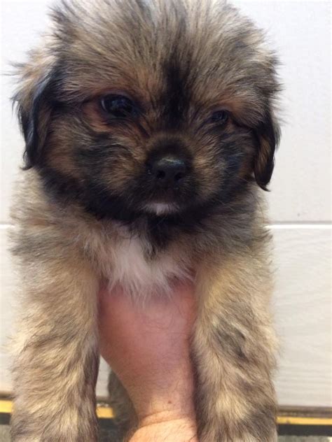 Adorable Shih Tzu X Chihuahua Puppies In Stockton On Tees County