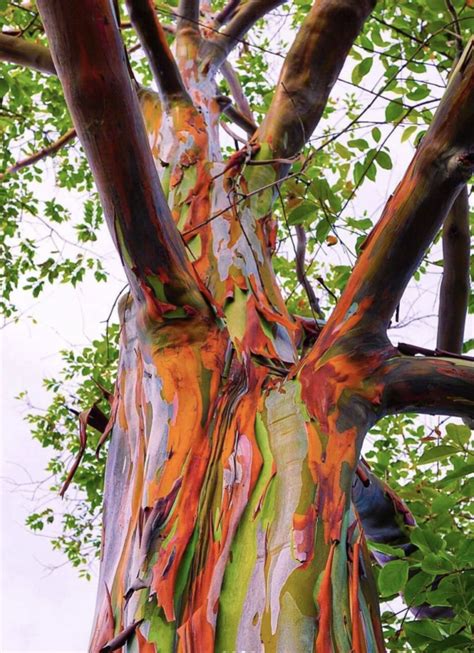 This Rainbow Eucalyptus Wood Looks Like It Was Painted Into The Forest