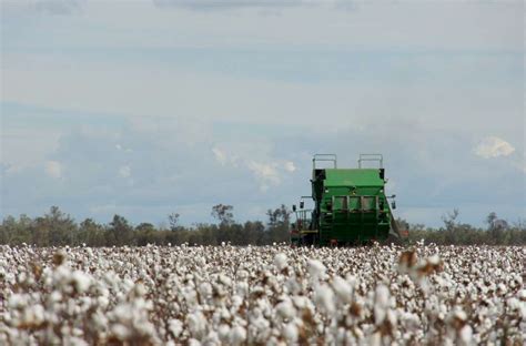 Cotton Harvest In Full Swing Again Wandering Australia