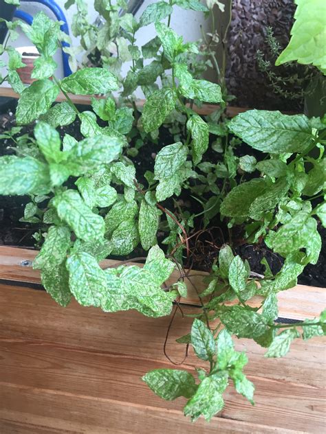 Mint | Mint with white spots on leaves