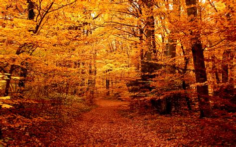 Autumn Forest Path Wallpaper 1920x1200 29043