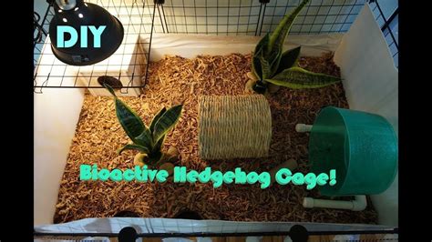 We did not find results for: DIY BIOACTIVE Hedgehog Cage! | Fanatic Quills - YouTube