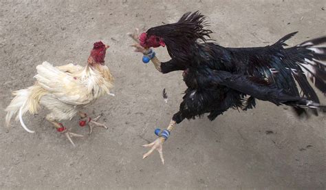 Man Dies After Being Slashed To Death By A Rooster At An Illegal Cockfight Extraie