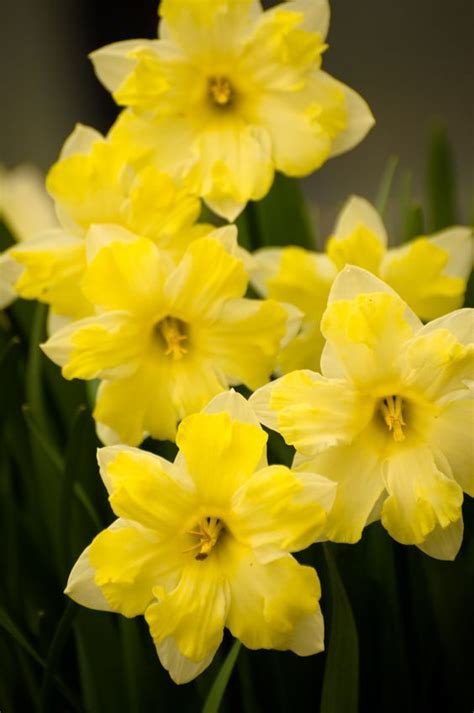 Pin By Awilda Nieves On Narciso Yellow Flowers Spring