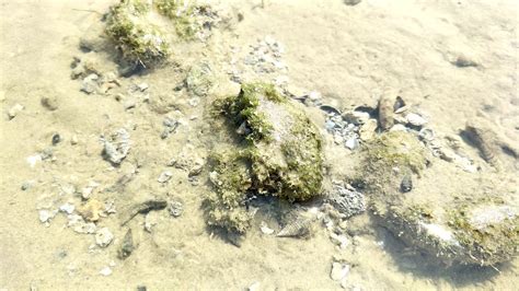 Jūs esat ieradušies uz šo lapu, jo tas, visticamāk, meklē: Little creatures movement under clear water at Pantai ...