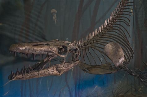 Fossil Of Jurassic Worlds “sea Monster” Found South Of Lethbridge
