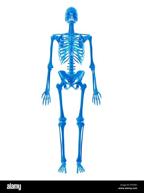 Esqueleto Humano Masculino Fotografías E Imágenes De Alta Resolución