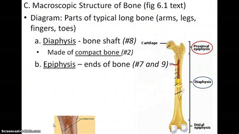 Long Bone Labeled Diagram Bbc Gcse Bitesize Bone Growth 12