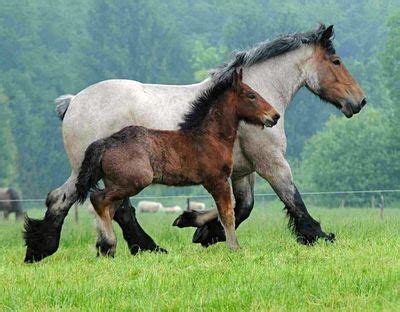 belgian brabant horse gallop  discover