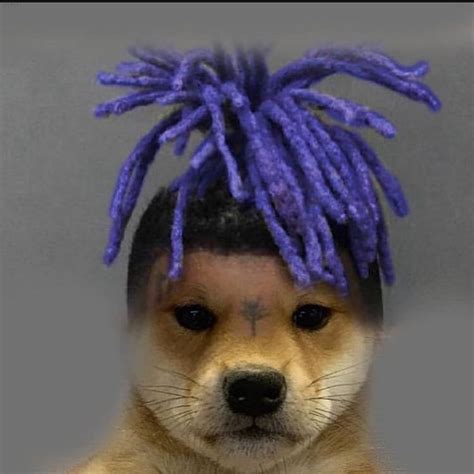 A Dog With Purple Dreadlocks On Its Head