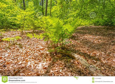 Path In A Forest In Sunlight In Spring Stock Photo Image Of Green