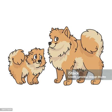 Kartun Lucu Pomeranian Anjing Breed Vector Clipart Silsilah Kennel