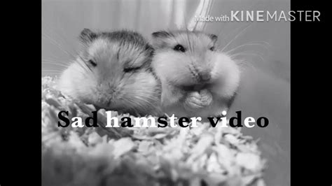 Sad Hamster Compilation Video Youtube
