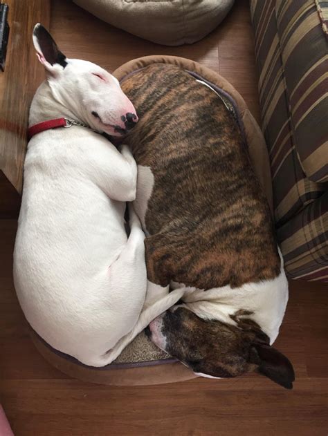 18 Pics Of Extremely Sleepy Bull Terriers That You Need To See Today