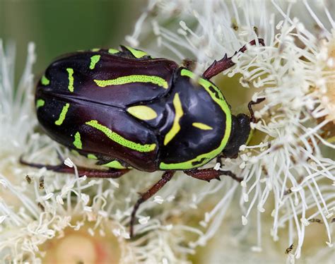 Fiddler Beetle Scarab Beetles Of Southwest Australia · Biodiversity4all