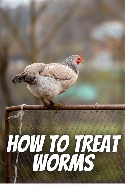 How To Tell If Chickens Have Worms And Treat Them Naturally The Hen