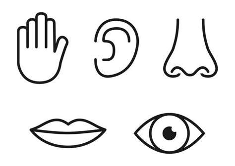 Five Senses Illustrations Royalty Free Vector Graphics And Clip Art Istock