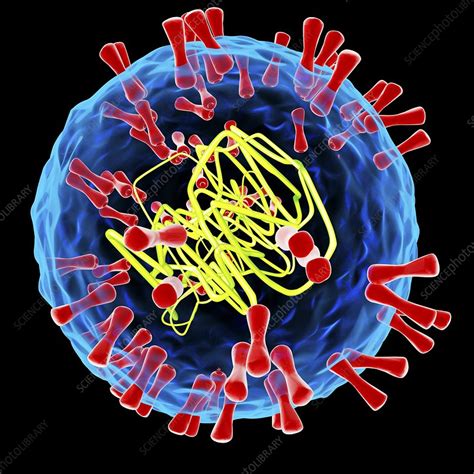 Herpes Simplex Type Virus Illustration Stock Image F