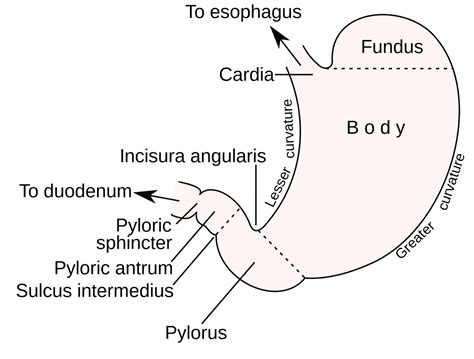 Curvatures Of The Stomach Wikiwand