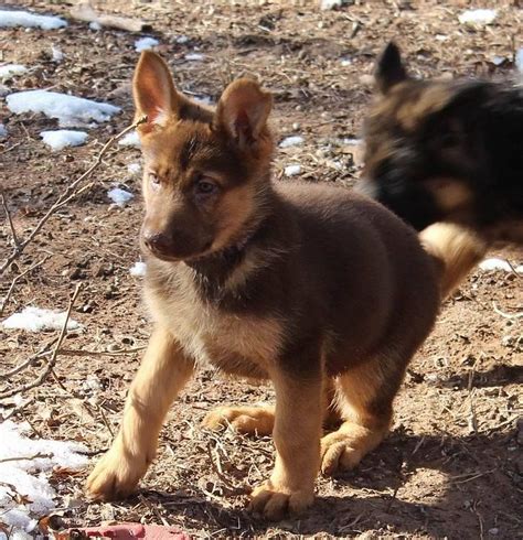 A Liver And Tan Puppy From Loujuan Gsds German Shepherd Puppies Dog