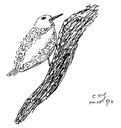 Early Bird Drawing By Ckg 28 11 1974 2 Sri Chinmoy Art Daily Blog