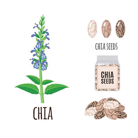 440 Chia Seeds Icon Stock Illustrations Royalty Free Vector Graphics