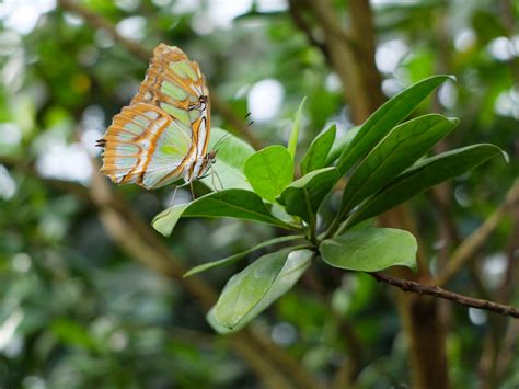 Des botanischen gartens in münchen war dieses buch ein muss ! Malachitfalter im Botanischen Garten, München Foto & Bild ...