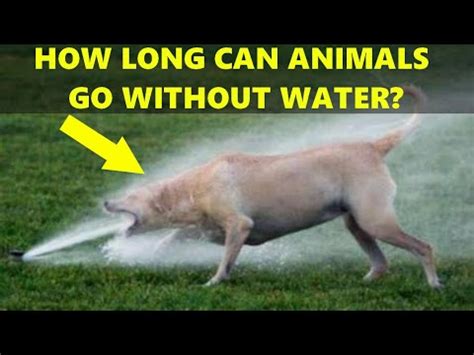 Without water, you can disrupt the body's balance to gain and lose body water. Thirst Comparison : How Long Can Creatures / Animals ...
