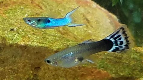 What more would you want in a fish? Rare Hybrid Mating Ritual Caught on Film. Endler Breeding ...