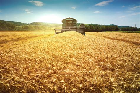 Kansas Wheat Advances Amid Favorable Weather 2018 06 13 Food