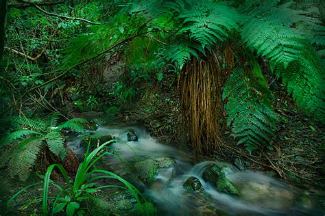 New Zealand Native Forest Waihora Gallery