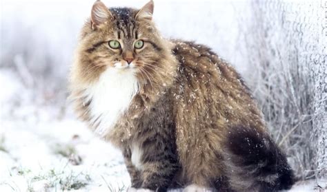Siberian Forest Cat Breed Information History Characteristics And Facts