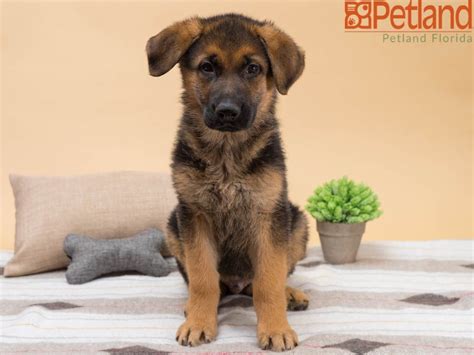 German shepherd puppies from misha and chara at 8 weeks old. Puppies For Sale | Puppies, Dog lovers, German shepherd puppies