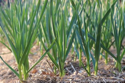 Creative Vegetable Gardenerwhat Kind Of Garlic Varieties Should You