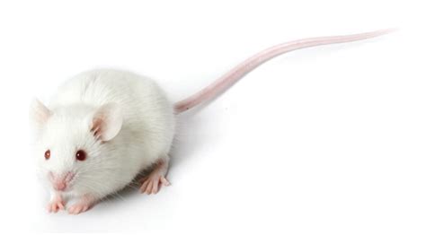 Laboratory Mouse Alchetron The Free Social Encyclopedia