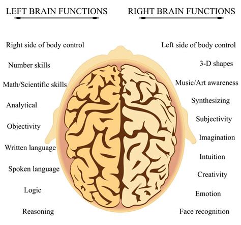 What Is The Difference Between The Right Brain And Left Brain