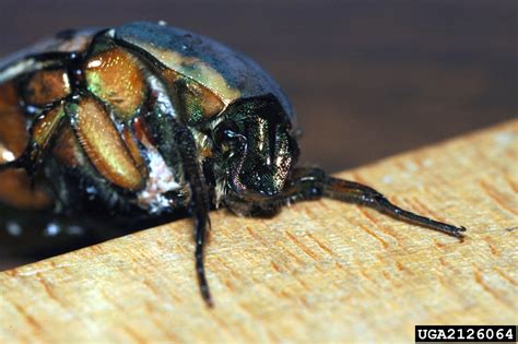Green June Beetle Cotinis Nitida