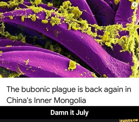The Bubonic Plague Is Back Again In Chinas Inner Mongolia Damn It July