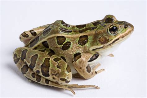 Northern Leopard Frog Facts