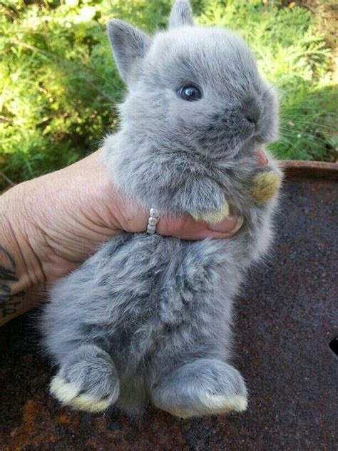 Pin By Stacey Drilling On Beautiful Wild Life Cute Baby Bunnies Baby