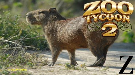 Zoo Tycoon 2 Exhibit Speed Build Capybara Youtube