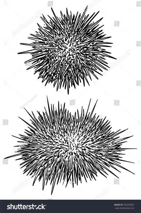 1488 Sea Urchin Draw Images Stock Photos And Vectors Shutterstock