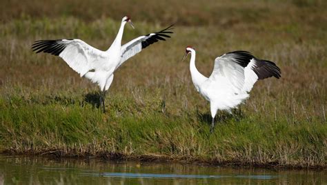 Whooping Cranes Are Back For Annual Port Aransas Festival