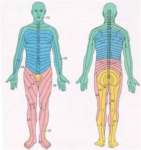 Dermatome Chart For Shingles Images And Photos Finder