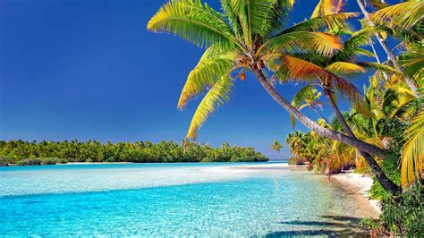 Download 1366x768 Wallpaper Cook Islands Beach Sunny Day Palm Trees