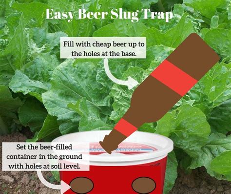 Without that protective coating of watery slime, the slug or snail will dry out and cannot live. Pin on Landscaping ideas