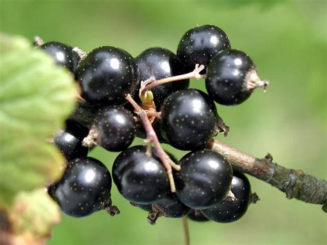Aronia Berries Elderberries And Black Currants In Independence Mo